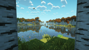Birch forest