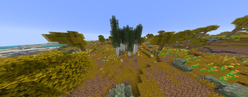 a Birch Grove in the golden rolling hills