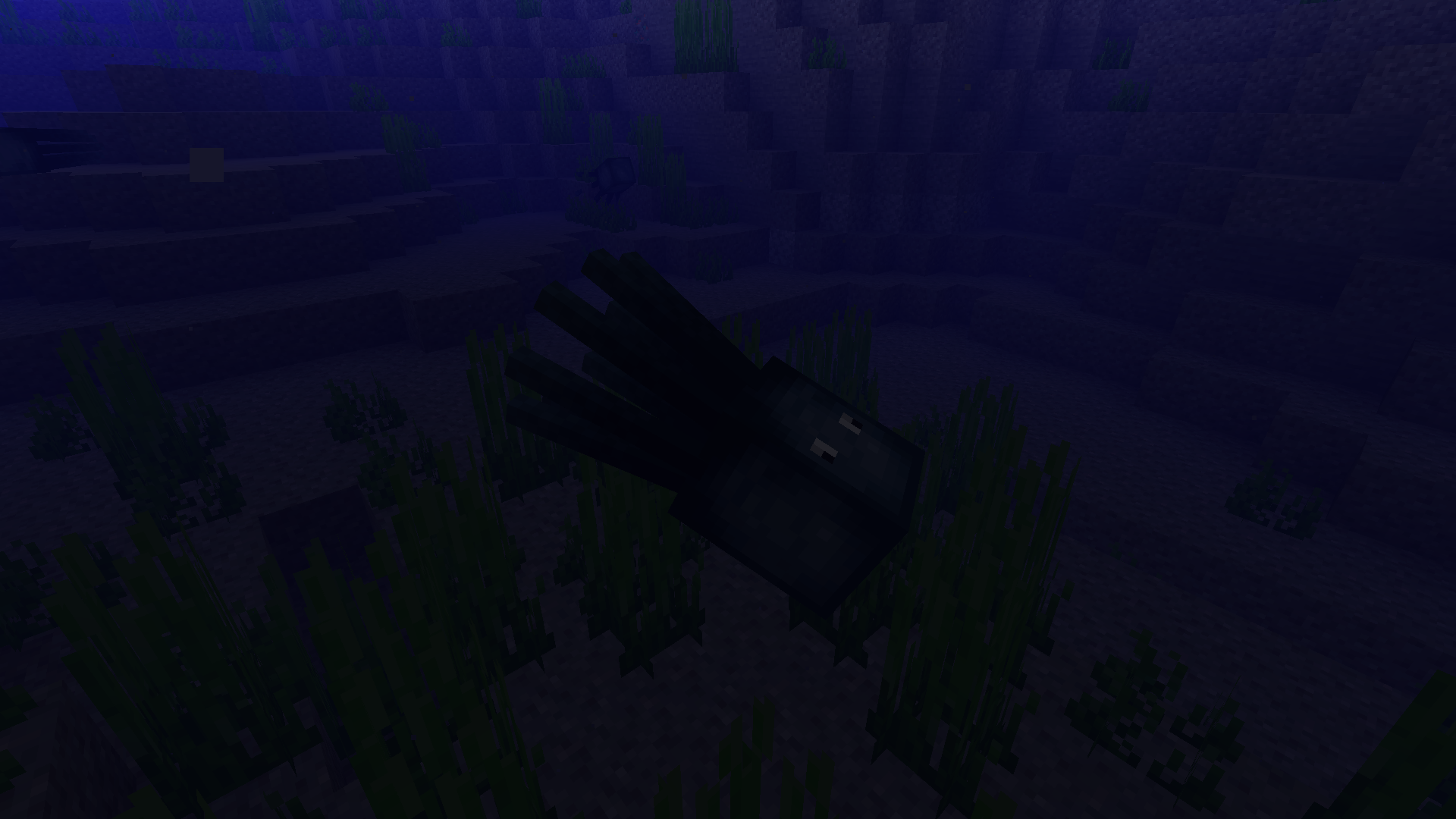 Squid