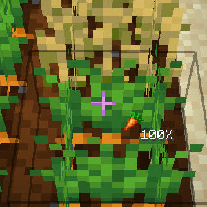 Hint showing the carrot plant is 100% grown Hint showing the carrot plant is 100% grown