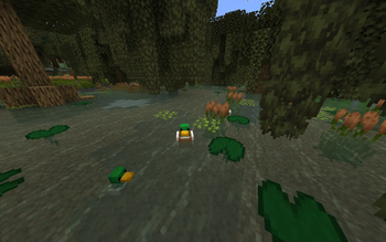 Ducks