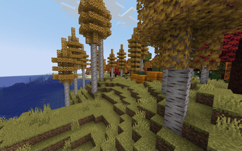 An aspen forest