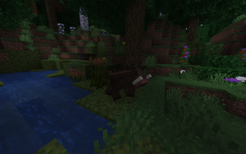 A boar in it's natural habitat