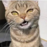 meow4me