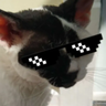 DrunkCat