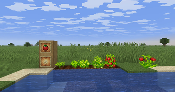 Tomato