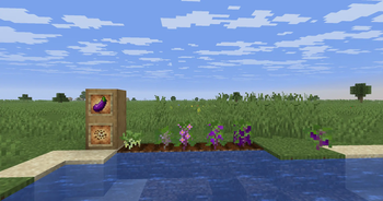 Eggplant