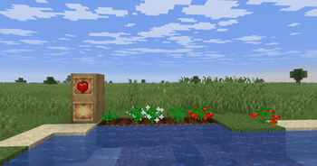 Bell Pepper