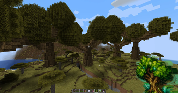 Ancient Oak
