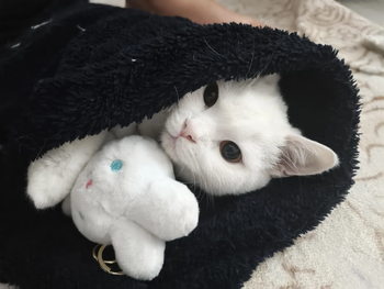 kitttyyyyy