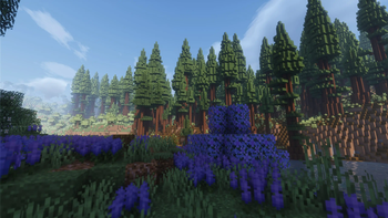 Redwood Forest