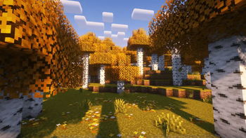Birch Forest