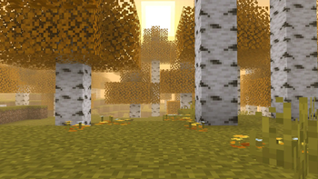 Birch Forest