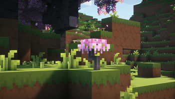 Cherry Sapling