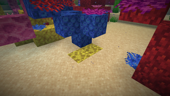 Natural sea sponge