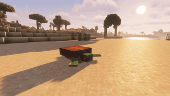 cute turtle