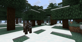 Cow