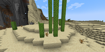 Cacti