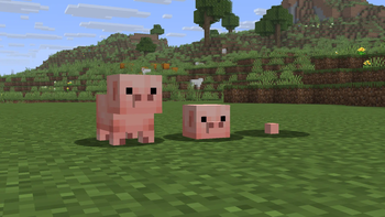 Baby Pigs