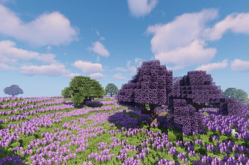 Lavander Fields