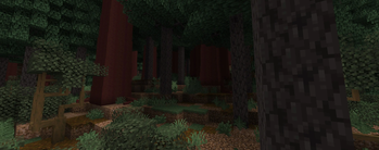 Coastal Rainforest - Ground level