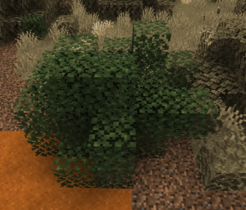 Bush