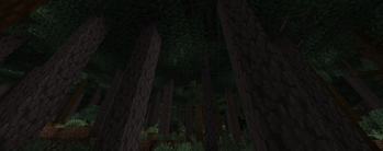 Temperate Rainforest
