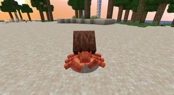 Coconut Crab!