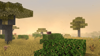 savanna at sunset