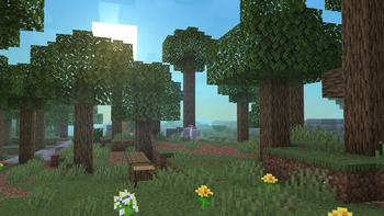 forest clearing