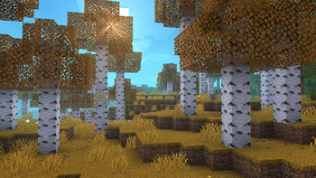 autumn-like birch forest