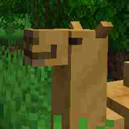 Camel_Joe