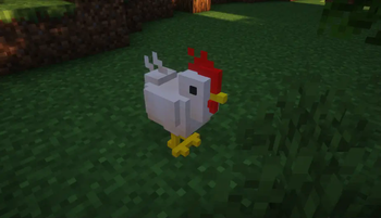 Chicken