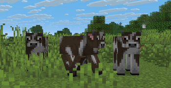 Temperate Cow