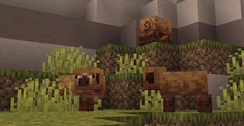 Dry Pig