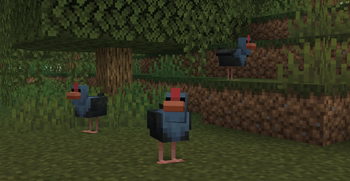 Marsh Chicken