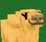 Camels with sunglasses