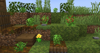 View of strawberry bushes