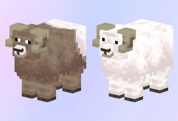 Mountain Sheep