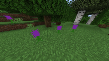 Lavender