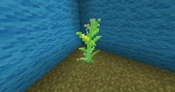 the plant of corn