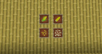 corn, cooked corn, kernels and popcorn