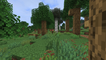 Forest