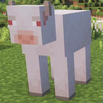 Albino Cow