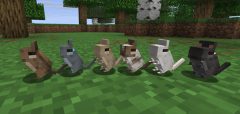 Degu babies
