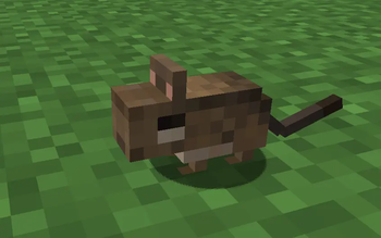 Baby degu