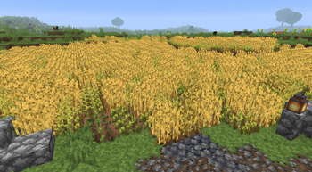 Taller Wheat