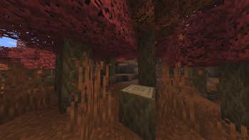 Maple forest