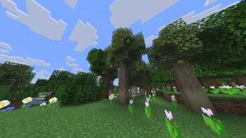 Malus tree!!!!!!