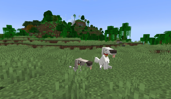 Borzoi